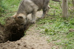 criadero perro lobo checoslovaco