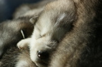 criadero malamute