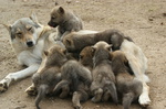 criadero perro lobo checoslovaco