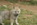 Criadero perro lobo checoslovaco 